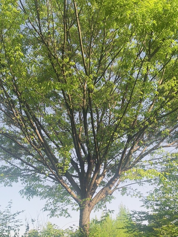 红榉树